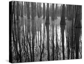 Reflections Cool Morning Mist, Inside a Floodplain Forest, Florida Caverns State Park, Florida, Usa-Maresa Pryor-Stretched Canvas