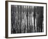 Reflections Cool Morning Mist, Inside a Floodplain Forest, Florida Caverns State Park, Florida, Usa-Maresa Pryor-Framed Photographic Print