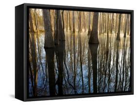 Reflections Cool Morning Mist, Inside a Floodplain Forest, Florida Caverns State Park, Florida, Usa-Maresa Pryor-Framed Stretched Canvas