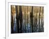 Reflections Cool Morning Mist, Inside a Floodplain Forest, Florida Caverns State Park, Florida, Usa-Maresa Pryor-Framed Premium Photographic Print