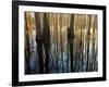 Reflections Cool Morning Mist, Inside a Floodplain Forest, Florida Caverns State Park, Florida, Usa-Maresa Pryor-Framed Premium Photographic Print