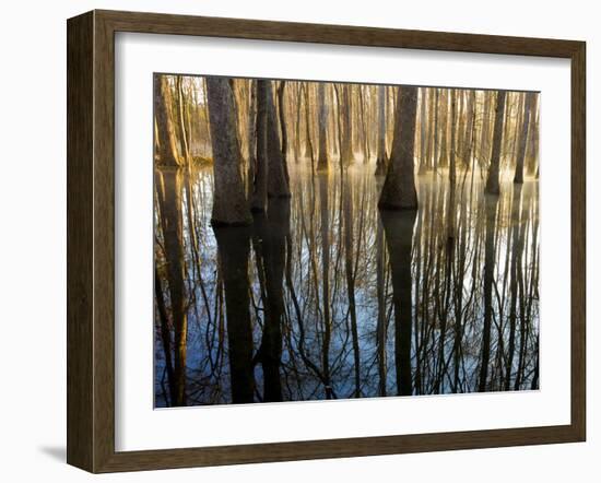 Reflections Cool Morning Mist, Inside a Floodplain Forest, Florida Caverns State Park, Florida, Usa-Maresa Pryor-Framed Photographic Print