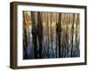 Reflections Cool Morning Mist, Inside a Floodplain Forest, Florida Caverns State Park, Florida, Usa-Maresa Pryor-Framed Photographic Print