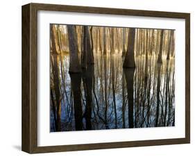 Reflections Cool Morning Mist, Inside a Floodplain Forest, Florida Caverns State Park, Florida, Usa-Maresa Pryor-Framed Photographic Print