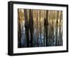 Reflections Cool Morning Mist, Inside a Floodplain Forest, Florida Caverns State Park, Florida, Usa-Maresa Pryor-Framed Photographic Print