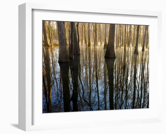 Reflections Cool Morning Mist, Inside a Floodplain Forest, Florida Caverns State Park, Florida, Usa-Maresa Pryor-Framed Photographic Print