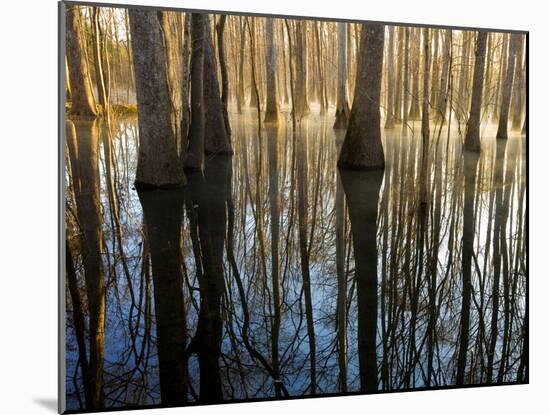 Reflections Cool Morning Mist, Inside a Floodplain Forest, Florida Caverns State Park, Florida, Usa-Maresa Pryor-Mounted Photographic Print