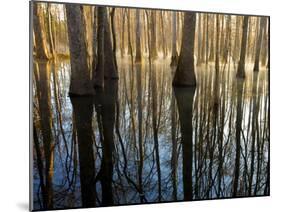 Reflections Cool Morning Mist, Inside a Floodplain Forest, Florida Caverns State Park, Florida, Usa-Maresa Pryor-Mounted Photographic Print