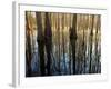 Reflections Cool Morning Mist, Inside a Floodplain Forest, Florida Caverns State Park, Florida, Usa-Maresa Pryor-Framed Photographic Print