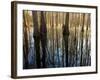 Reflections Cool Morning Mist, Inside a Floodplain Forest, Florida Caverns State Park, Florida, Usa-Maresa Pryor-Framed Photographic Print