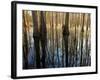 Reflections Cool Morning Mist, Inside a Floodplain Forest, Florida Caverns State Park, Florida, Usa-Maresa Pryor-Framed Photographic Print