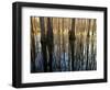 Reflections Cool Morning Mist, Inside a Floodplain Forest, Florida Caverns State Park, Florida, Usa-Maresa Pryor-Framed Photographic Print