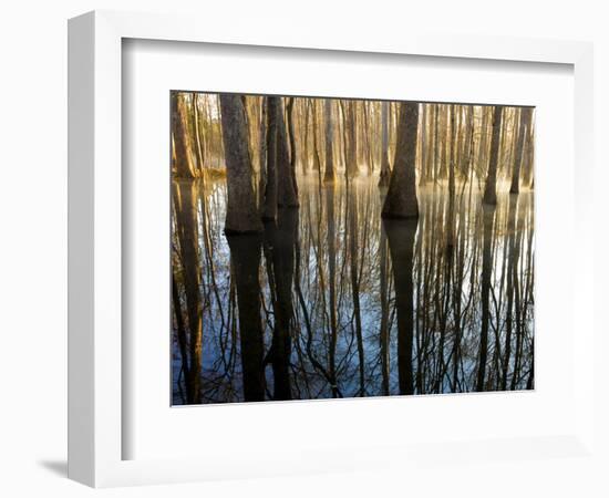 Reflections Cool Morning Mist, Inside a Floodplain Forest, Florida Caverns State Park, Florida, Usa-Maresa Pryor-Framed Photographic Print