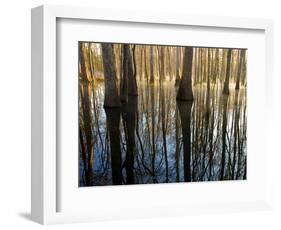 Reflections Cool Morning Mist, Inside a Floodplain Forest, Florida Caverns State Park, Florida, Usa-Maresa Pryor-Framed Photographic Print