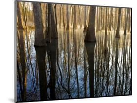 Reflections Cool Morning Mist, Inside a Floodplain Forest, Florida Caverns State Park, Florida, Usa-Maresa Pryor-Mounted Photographic Print