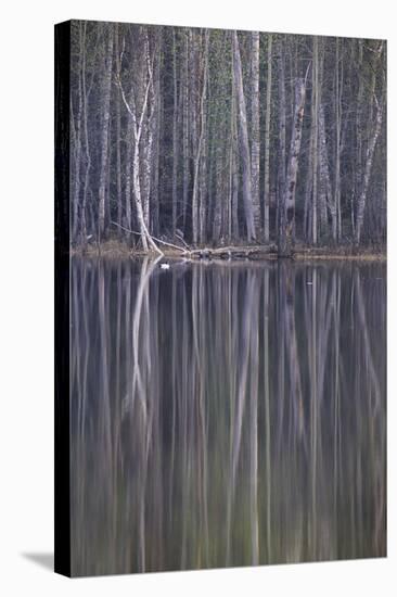 Reflections in a Small Lake in Taiga Forest-Andrey Zvoznikov-Stretched Canvas