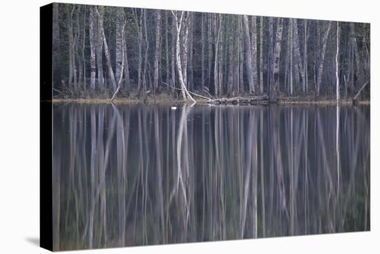 Reflections in a Small Lake in Taiga Forest-Andrey Zvoznikov-Stretched Canvas