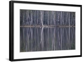 Reflections in a Small Lake in Taiga Forest-Andrey Zvoznikov-Framed Photographic Print