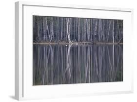 Reflections in a Small Lake in Taiga Forest-Andrey Zvoznikov-Framed Photographic Print