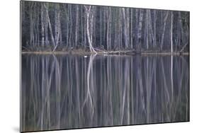 Reflections in a Small Lake in Taiga Forest-Andrey Zvoznikov-Mounted Photographic Print