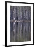 Reflections in a Small Lake in Taiga Forest-Andrey Zvoznikov-Framed Photographic Print