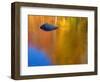 Reflections in Autumn, Lost River, New Hampshire, USA-Gavin Hellier-Framed Photographic Print