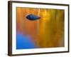 Reflections in Autumn, Lost River, New Hampshire, USA-Gavin Hellier-Framed Photographic Print