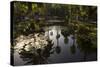 Reflections in Lily Pool, Jardin Majorelle, Owned by Yves St. Laurent, Marrakech, Morocco-Stephen Studd-Stretched Canvas