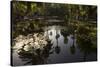 Reflections in Lily Pool, Jardin Majorelle, Owned by Yves St. Laurent, Marrakech, Morocco-Stephen Studd-Stretched Canvas