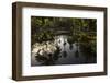 Reflections in Lily Pool, Jardin Majorelle, Owned by Yves St. Laurent, Marrakech, Morocco-Stephen Studd-Framed Photographic Print