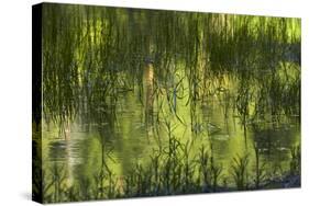 Reflections in Mirror Lake, Yosemite National Park, California, Usa-David Wall-Stretched Canvas