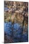 Reflections in Oak Creek at Low Water-Michael Qualls-Mounted Photographic Print