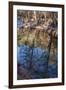 Reflections in Oak Creek at Low Water-Michael Qualls-Framed Photographic Print