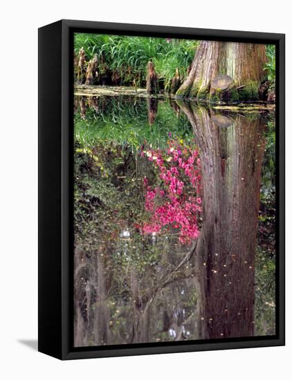 Reflections in Pond, Magnolia Plantation and Gardens, Charleston, South Carolina, USA-Julie Eggers-Framed Stretched Canvas