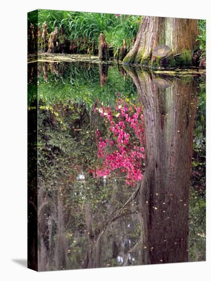 Reflections in Pond, Magnolia Plantation and Gardens, Charleston, South Carolina, USA-Julie Eggers-Stretched Canvas