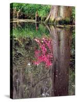 Reflections in Pond, Magnolia Plantation and Gardens, Charleston, South Carolina, USA-Julie Eggers-Stretched Canvas