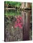 Reflections in Pond, Magnolia Plantation and Gardens, Charleston, South Carolina, USA-Julie Eggers-Stretched Canvas