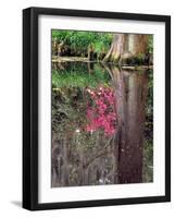 Reflections in Pond, Magnolia Plantation and Gardens, Charleston, South Carolina, USA-Julie Eggers-Framed Photographic Print