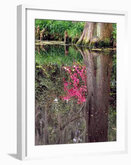 Reflections in Pond, Magnolia Plantation and Gardens, Charleston, South Carolina, USA-Julie Eggers-Framed Photographic Print