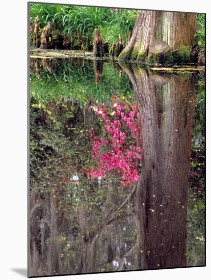 Reflections in Pond, Magnolia Plantation and Gardens, Charleston, South Carolina, USA-Julie Eggers-Mounted Photographic Print