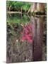 Reflections in Pond, Magnolia Plantation and Gardens, Charleston, South Carolina, USA-Julie Eggers-Mounted Photographic Print