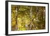 Reflections in the Little River, Smoky Mountains, Tennessee, USA-Joanne Wells-Framed Photographic Print