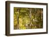 Reflections in the Little River, Smoky Mountains, Tennessee, USA-Joanne Wells-Framed Photographic Print