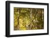 Reflections in the Little River, Smoky Mountains, Tennessee, USA-Joanne Wells-Framed Photographic Print