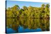 Reflections of mangroves in Pumicestone Passage, Queensland, Australia-Mark A Johnson-Stretched Canvas