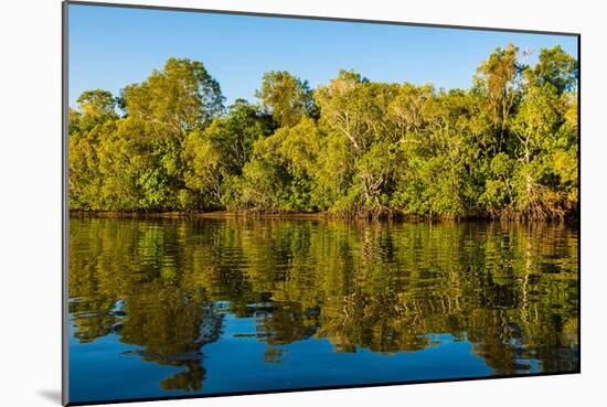 Reflections of mangroves in Pumicestone Passage, Queensland, Australia-Mark A Johnson-Mounted Photographic Print