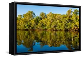 Reflections of mangroves in Pumicestone Passage, Queensland, Australia-Mark A Johnson-Framed Stretched Canvas