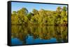 Reflections of mangroves in Pumicestone Passage, Queensland, Australia-Mark A Johnson-Framed Stretched Canvas