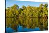 Reflections of mangroves in Pumicestone Passage, Queensland, Australia-Mark A Johnson-Stretched Canvas