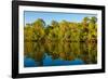 Reflections of mangroves in Pumicestone Passage, Queensland, Australia-Mark A Johnson-Framed Photographic Print